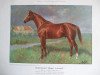stallion Lehndorff (Trakehner, 1909, from Elgen)