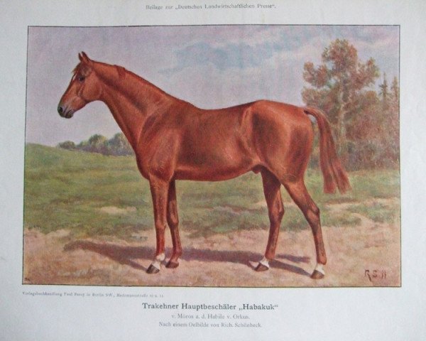 Deckhengst Habakuk (Trakehner, 1897, von Moeros xx)
