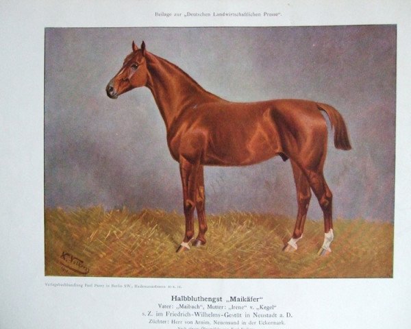 stallion Maikäfer (Brandenburg, 1899, from Maibach)