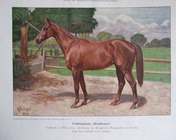 horse Waldkatze xx (Thoroughbred, 1905, from Gallinule xx)