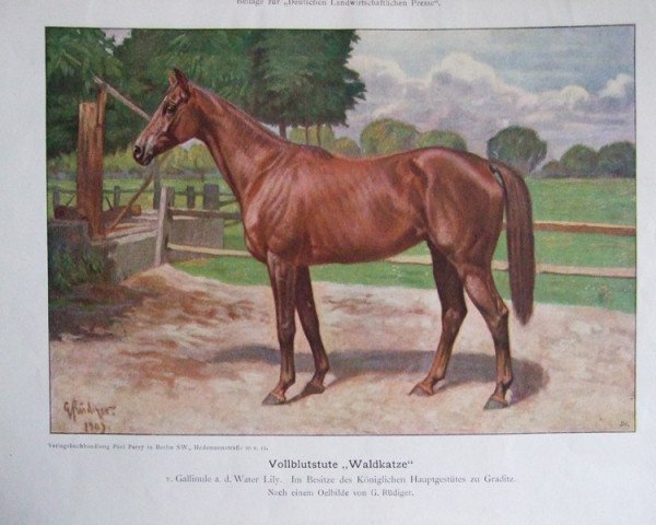 Pferd Waldkatze xx (Englisches Vollblut, 1905, von Gallinule xx)