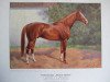 stallion Admiral Hawke xx (Thoroughbred, 1907, from Gallinule xx)