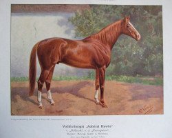 stallion Admiral Hawke xx (Thoroughbred, 1907, from Gallinule xx)