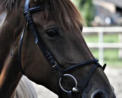 broodmare Lorana (German Warmblood,  , from Laspari)