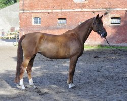 jumper Cordelia (German Warmblood,  , from Cancoon)