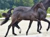 dressage horse La Bohème (Oldenburg, 2015, from Christ)