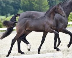 dressage horse La Bohème (Oldenburg, 2015, from Christ)