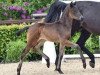 dressage horse For Royality (Oldenburg, 2015, from For Romance I)