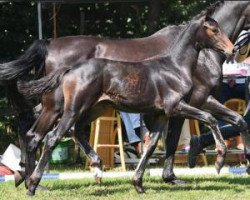 dressage horse Donna Romana (Oldenburg, 2015, from For Romance I)