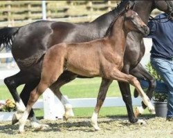 dressage horse For Austrius (Oldenburg, 2015, from For Romance I)