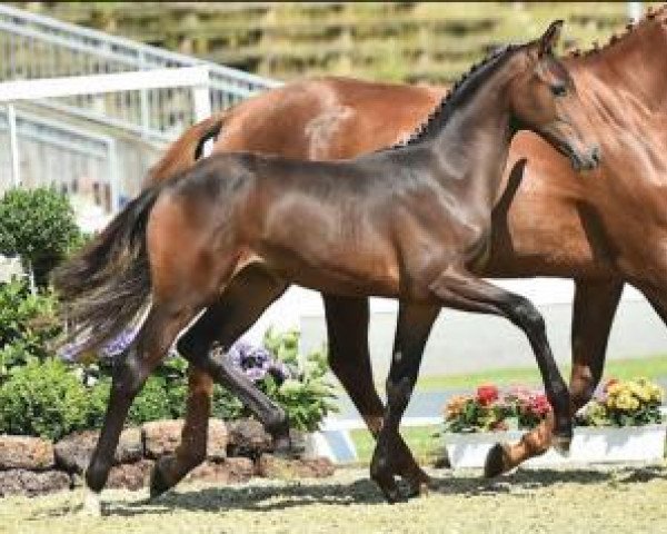 dressage horse Doña Maria (Oldenburg, 2015, from Fürst Romancier)