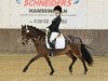 dressage horse Pinoccio 133 (Pony without race description, 2006, from Prometheus B)