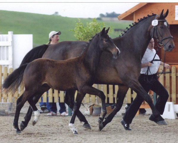 broodmare Danice DB (Mecklenburg, 2007, from Davignio 2)