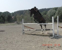 broodmare Felica SL (Hanoverian, 2003, from Frenchman I)