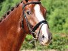 dressage horse Skywalker 64 (Oldenburg, 2008, from Swarovski)