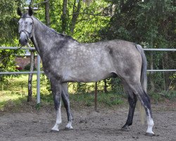 jumper Colja (German Warmblood,  , from Cancoon)