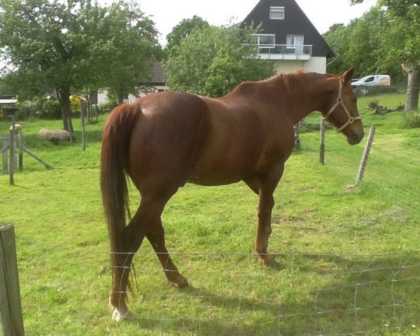 dressage horse Flarino (Westphalian, 1996, from Flieder)