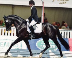 dressage horse Rockhampton 3 (Hanoverian, 2010, from Royal Classic I)