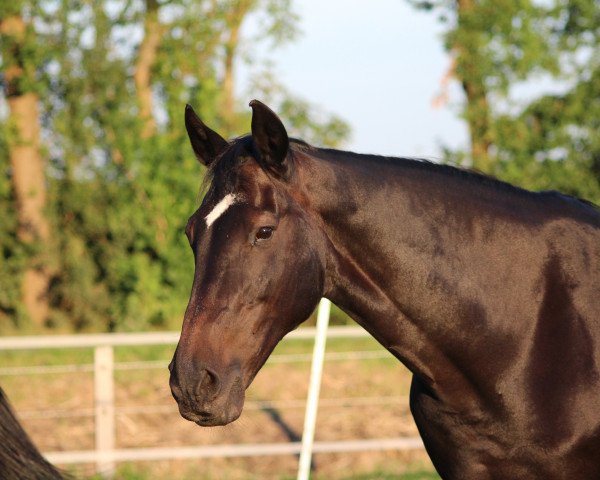 broodmare Esther (German Warmblood, 1993, from Exellent)
