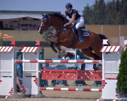 jumper Leonardo 833 (Oldenburg show jumper, 2007, from Landjunge)