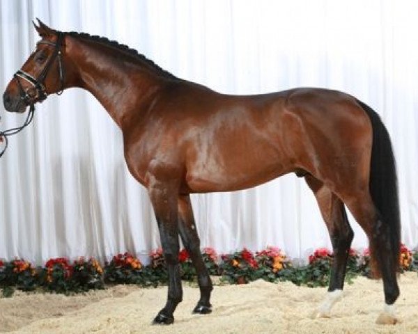 horse Fassbinder (Danish Warmblood, 2006, from Fürst Heinrich)