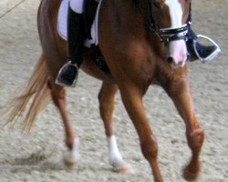 dressage horse Funny Malou (Hanoverian, 2011, from Fürst Nymphenburg)