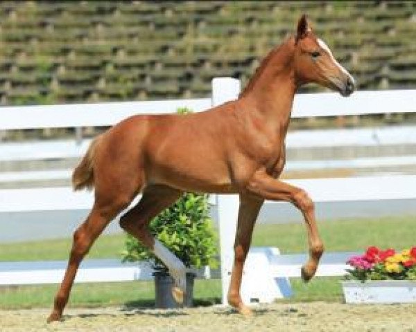 dressage horse Quirielle (Oldenburg, 2015, from Quattromani)