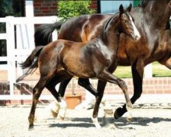 dressage horse Stafettenpost (Oldenburg, 2015, from Santo Domingo)