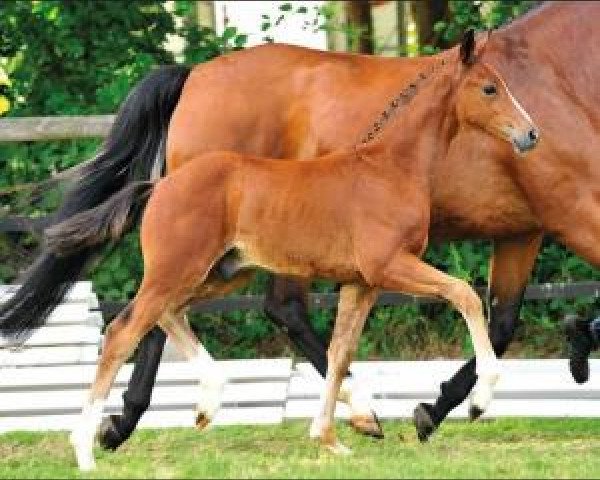 dressage horse Strahlemann (Oldenburg, 2015, from San Amour I)