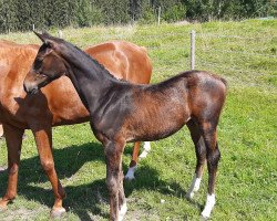 dressage horse Vianah (Hanoverian, 2020, from Valdiviani)