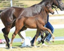 dressage horse Fly Away (Oldenburg, 2015, from Feedback 16)