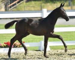 broodmare Eschnapur (Oldenburg, 2015, from Enzo Ferrari)