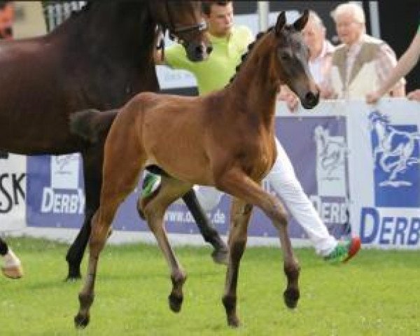 dressage horse Macchiato (Oldenburg, 2015, from E.H. Millennium)