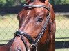 dressage horse Ron Vito (Oldenburg, 2011, from Ron Rubin)