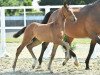 dressage horse Vincero (Oldenburg, 2015, from Vivaldi)