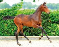 jumper Campidou (Oldenburg show jumper, 2015, from Campitello)