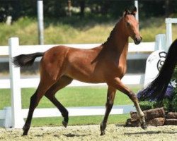 jumper Chacco's Girl (Oldenburg show jumper, 2015, from Chacco's Son II)