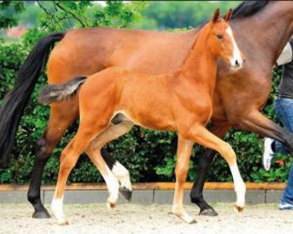 jumper Clintworth (Oldenburg show jumper, 2015, from Clintissimo 197 FIN)