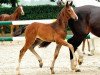 jumper Come On Doro (Oldenburg show jumper, 2015, from Clintissimo 197 FIN)