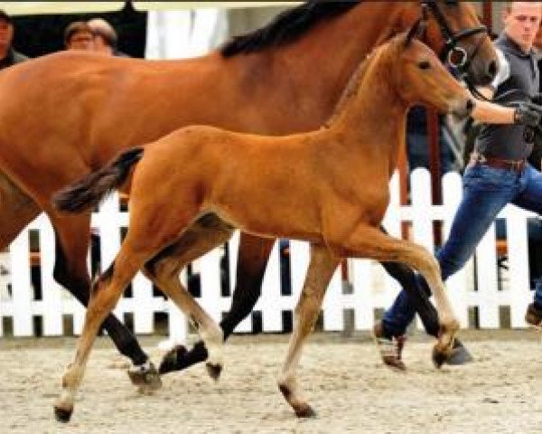 stallion Casco (Oldenburg show jumper, 2015, from Casiro I)