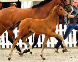 stallion Casco (Oldenburg show jumper, 2015, from Casiro I)