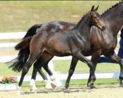 jumper Lady-Diana (Oldenburg show jumper, 2015, from Diatendro)