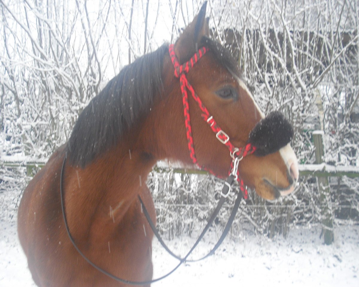 horse Sunshine (German Riding Pony, 2005, from Desperado K)