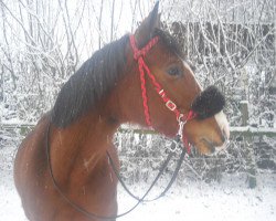 dressage horse Sunshine (German Riding Pony, 2005, from Desperado K)