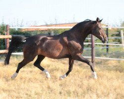 horse Rubin's Delight (Hanoverian, 2003, from Rotspon)