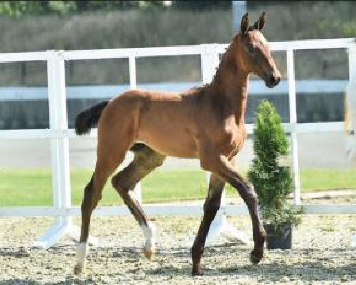 jumper Stackelberg (Oldenburg show jumper, 2015, from Stakkato Gold)
