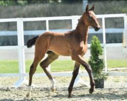 jumper Stackelberg (Oldenburg show jumper, 2015, from Stakkato Gold)