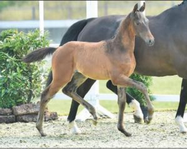 Springpferd Contharnus (Oldenburger Springpferd, 2015, von Conthargos)