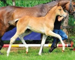 Springpferd Zoe Fz (Oldenburger, 2015, von Zirocco Blue)