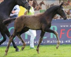 dressage horse Flaneur (Oldenburg, 2015, from Fürsten-Look)